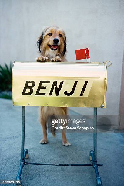 Dog with a mailbox labelled Benji, circa 1975. The role of Benji was played on screen by a dog named Benjean, the daughter of the original.