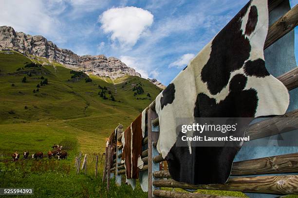 cowhides and cows, col des aravis, french alps - la clusaz stock pictures, royalty-free photos & images