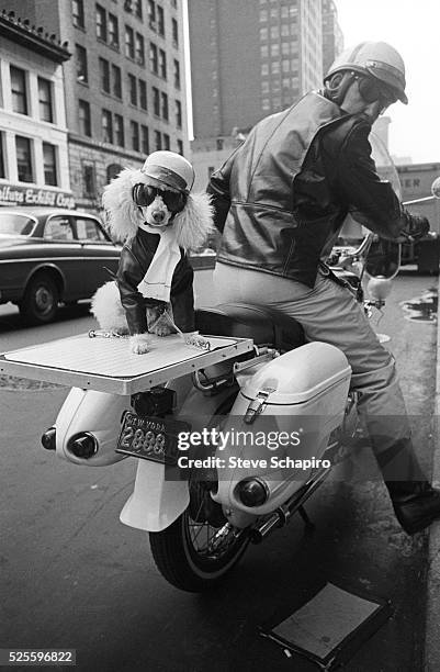 Man with a poodle on the back of his motorcycle.