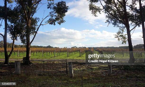 australias cities & landmarks - margaret river winery stock pictures, royalty-free photos & images