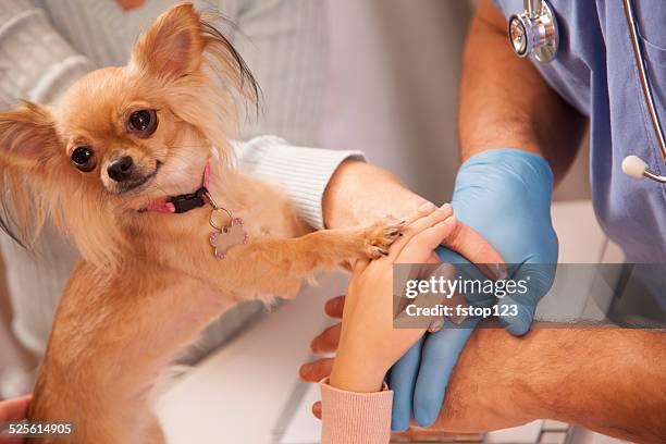 hands, dog paw on top. veterinarian. pet, owners. animal hospital. - human hand pet paw stock pictures, royalty-free photos & images