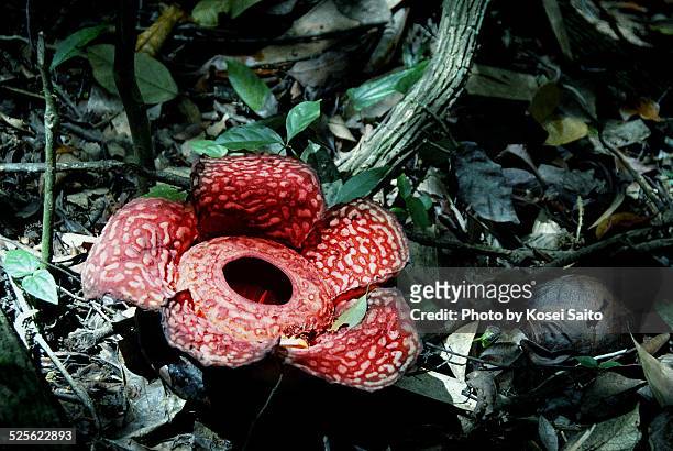 rafflesia - rafflesia stock-fotos und bilder