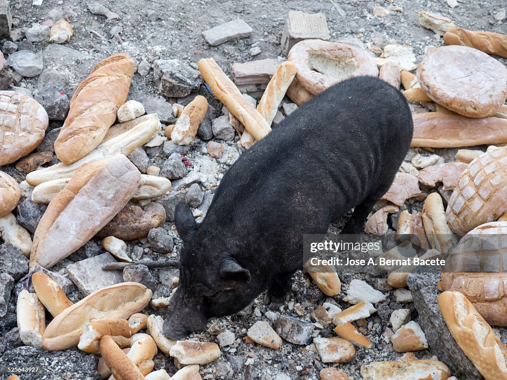 Bred pork outdoors eating hard bread