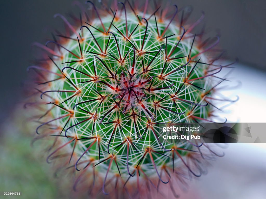 Cactus Close-up