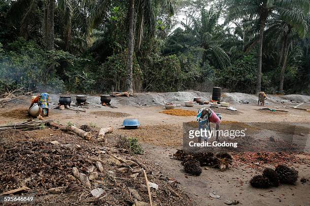 palm oil making - palm oil stockfoto's en -beelden