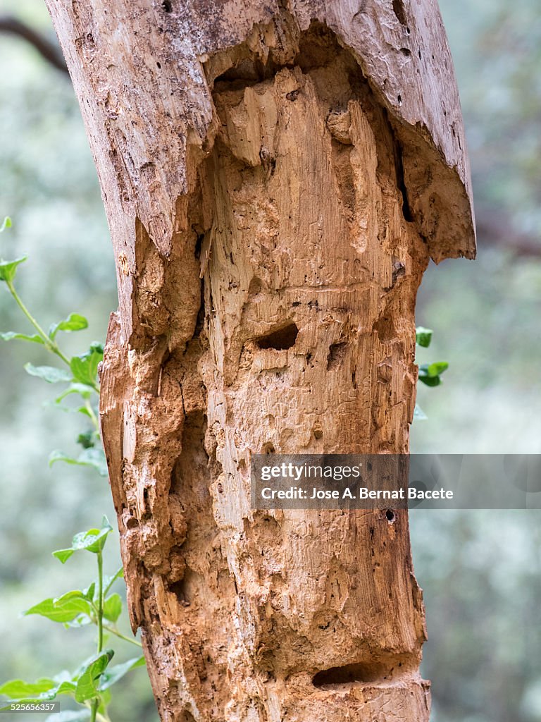 Dead pine tree