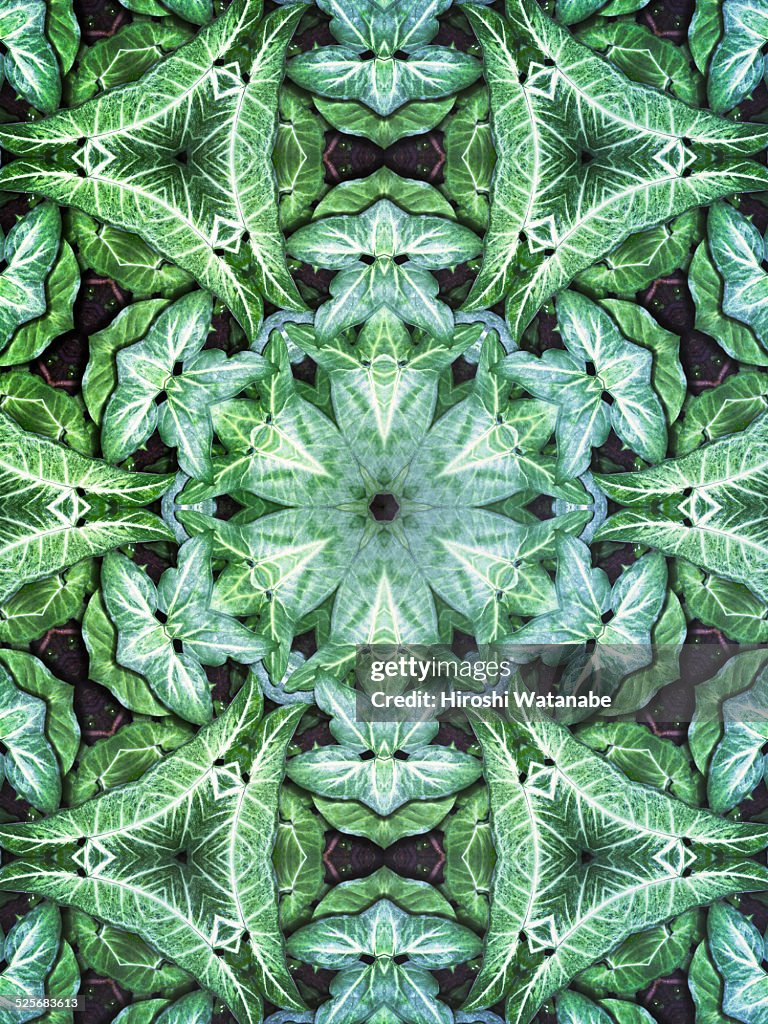 Kaleidoscope of tropical plant