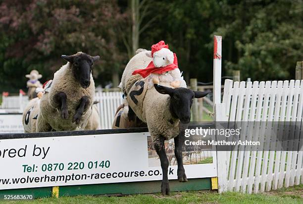 Shropshire Sheep Photos and Premium High Res Pictures - Getty Images