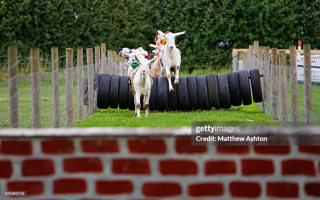 The goats jump over the fences as they race on the goat racing track ...