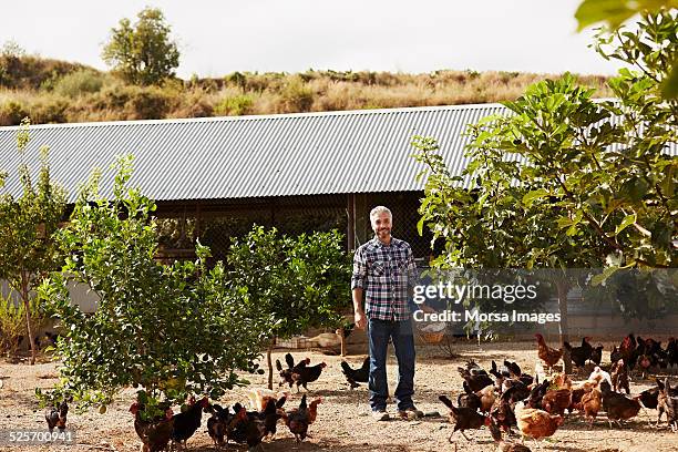 worker holding egg basket at poultry farm - organismo vivo imagens e fotografias de stock