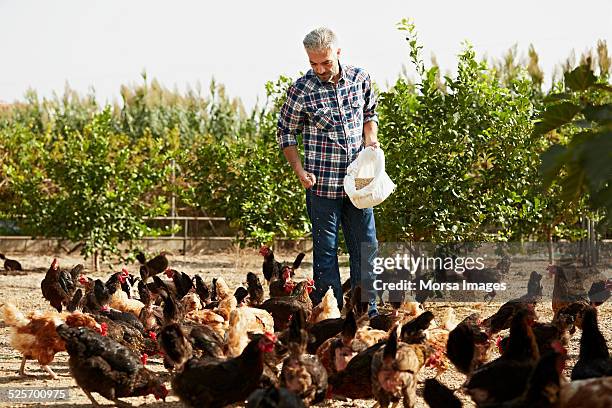 mature male worker feeding hens at poultry farm - fjäderfä bildbanksfoton och bilder