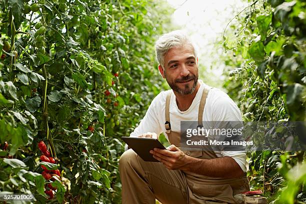 worker using digital tablet in greenhouse - agricoltura foto e immagini stock