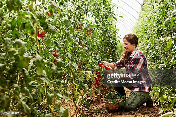 worker harvesting tomatoes at organic farm - farm woman bildbanksfoton och bilder