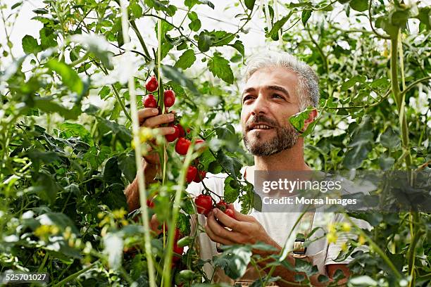 worker examining tomatoes at organic farm - organischer bauernhof stock-fotos und bilder
