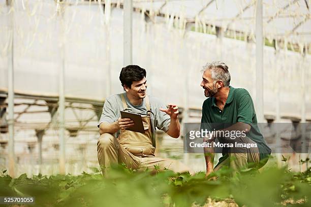 happy workers discussing in greenhouse - agriculture photos et images de collection