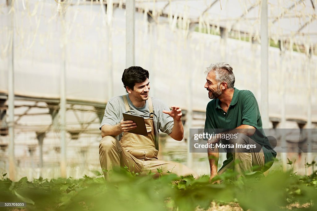 Happy workers discussing in greenhouse