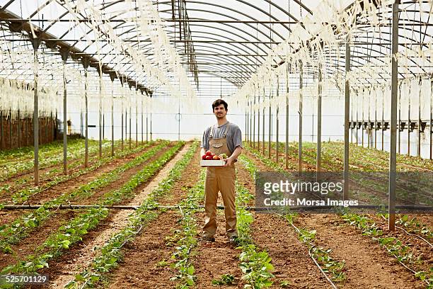worker holding vegetable crate in greenhouse - bib overalls foto e immagini stock