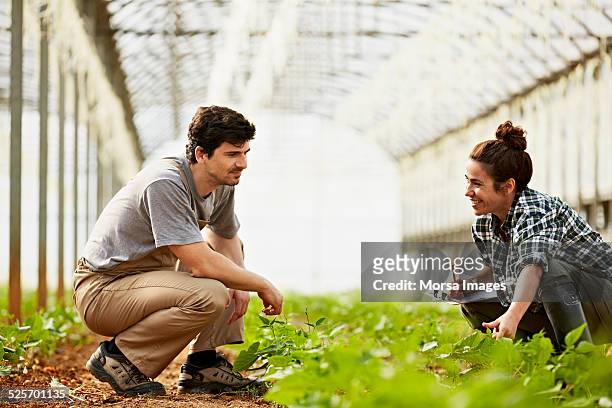workers examining plants in greenhouse - hombre agachado fotografías e imágenes de stock