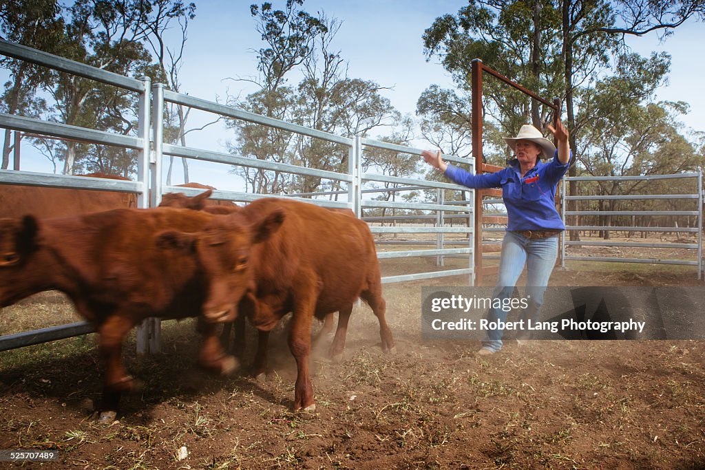 Cattle farming, Queensland Australia