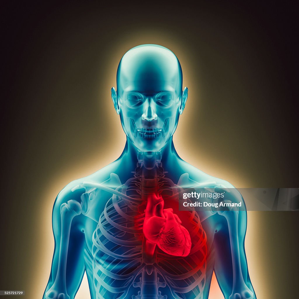Representing human heart inside a body