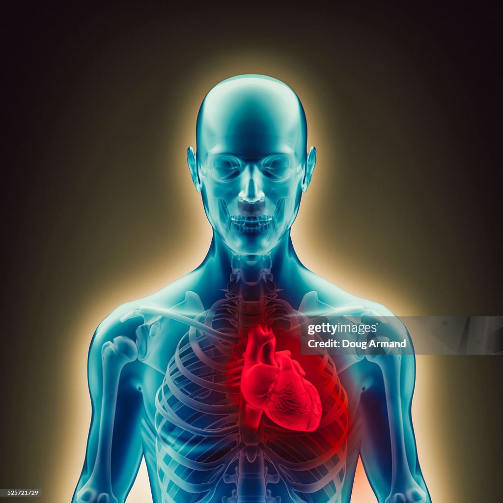 Representing Human Heart Inside A Body High-Res Vector Graphic - Getty ...
