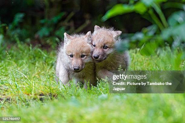 2 Baby Wolves Timber Wolf Puppies Photos and Premium High Res Pictures - Getty Images