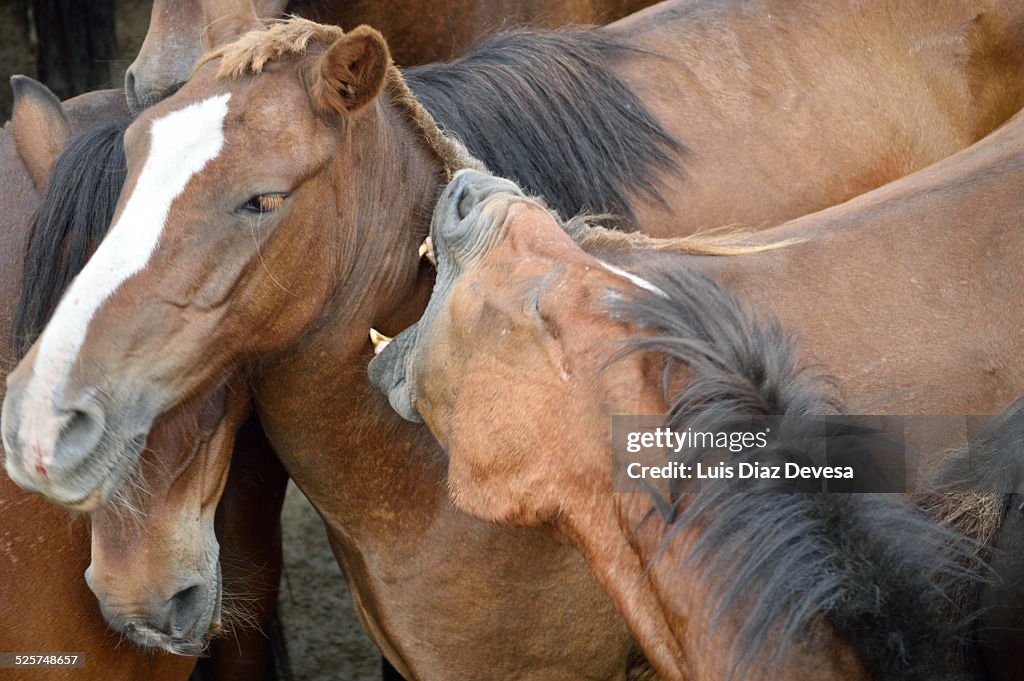 Horses wild biting each other