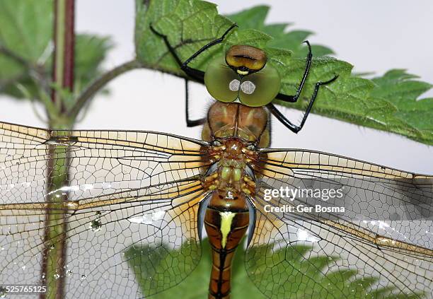 green eyed hawker dragonfly - olhos castanho claros - fotografias e filmes do acervo