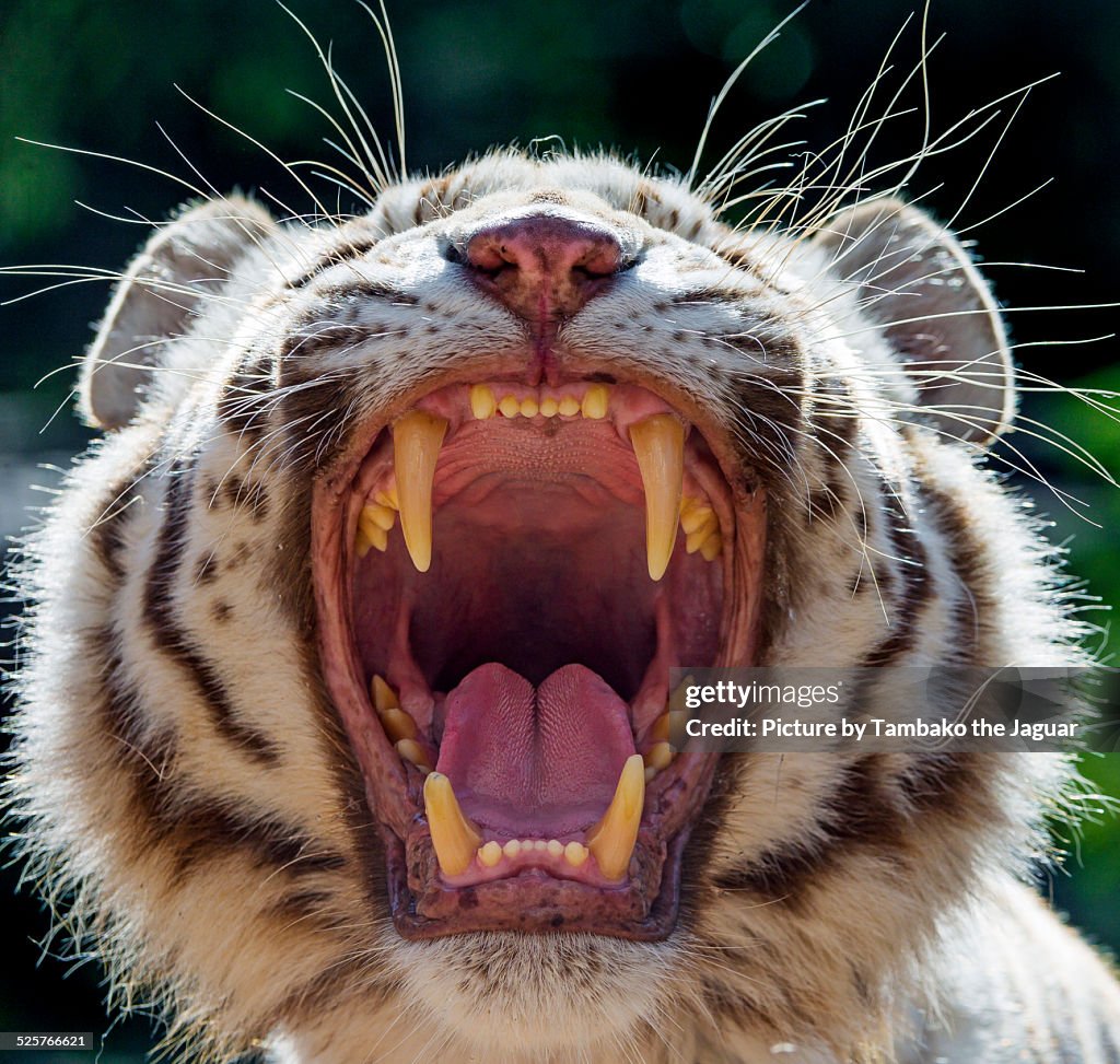 White tiger with wide open mouth