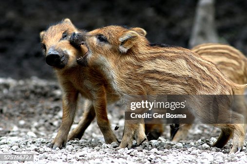 Wild Boar Scuffle Wild Boar Scuffle