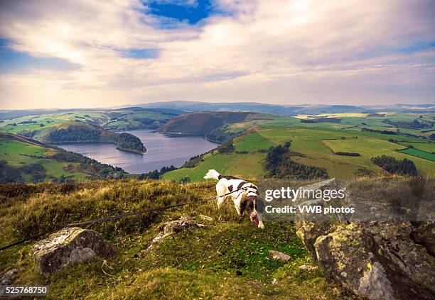 springer spaniel and panoramic view of clywedog reservoir, wales - chasing perfection stock pictures, royalty-free photos & images