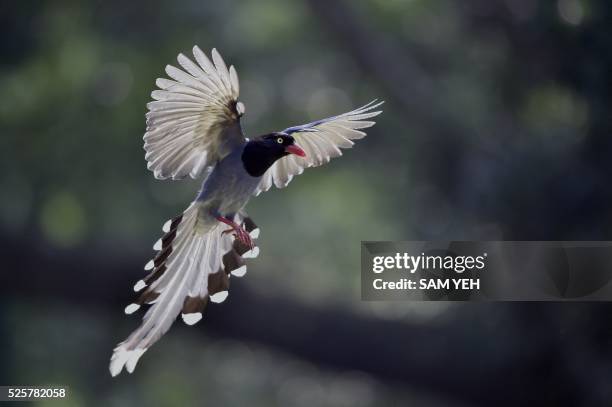 Formosan blue magpie flies through the air at a local park in Taipei on April 29, 2016. The Taiwan blue magpie, also called the Taiwan magpie,...