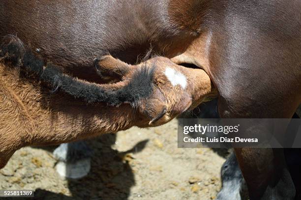 mare and foal suckling - flehmen behaviour stock pictures, royalty-free photos & images