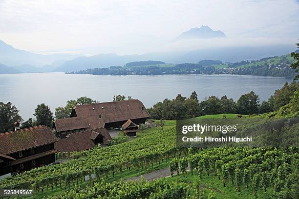 switzerland, lucerne - luzern stock-fotos und bilder