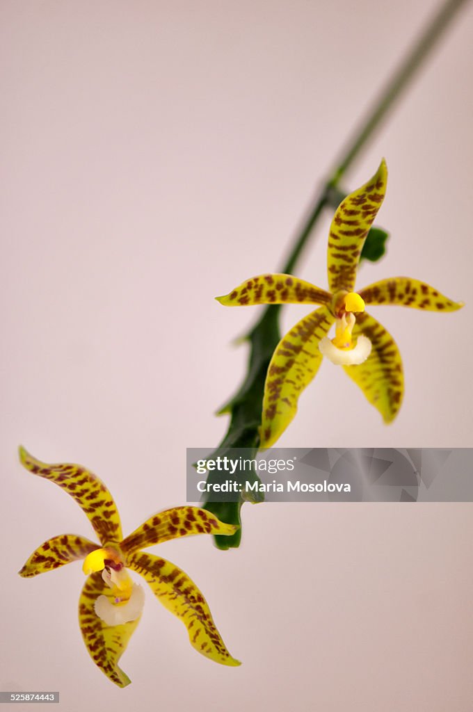 Spotted Phalaenopsis Orchid cornu-cervi