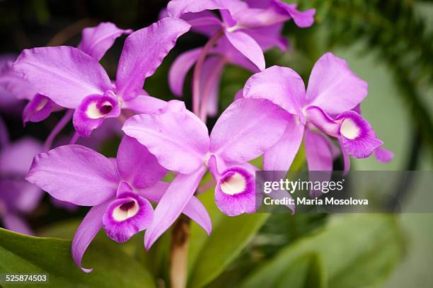 lavender cattleya skinneri flower row - guaria morada stock pictures, royalty-free photos & images
