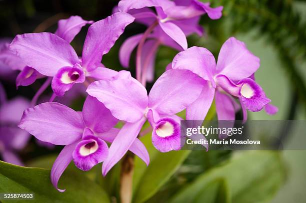 11 Guaria Morada Photos and Premium High Res Pictures - Getty Images