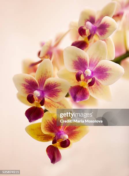 doritaenopsis orchid sogo gotris 'sweetheart' - doritaenopsis stock pictures, royalty-free photos & images