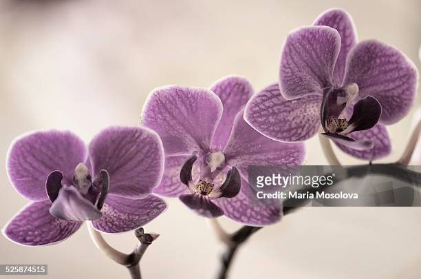 doritaenopsis sogo berry 'little princess' trio - doritaenopsis stock pictures, royalty-free photos & images