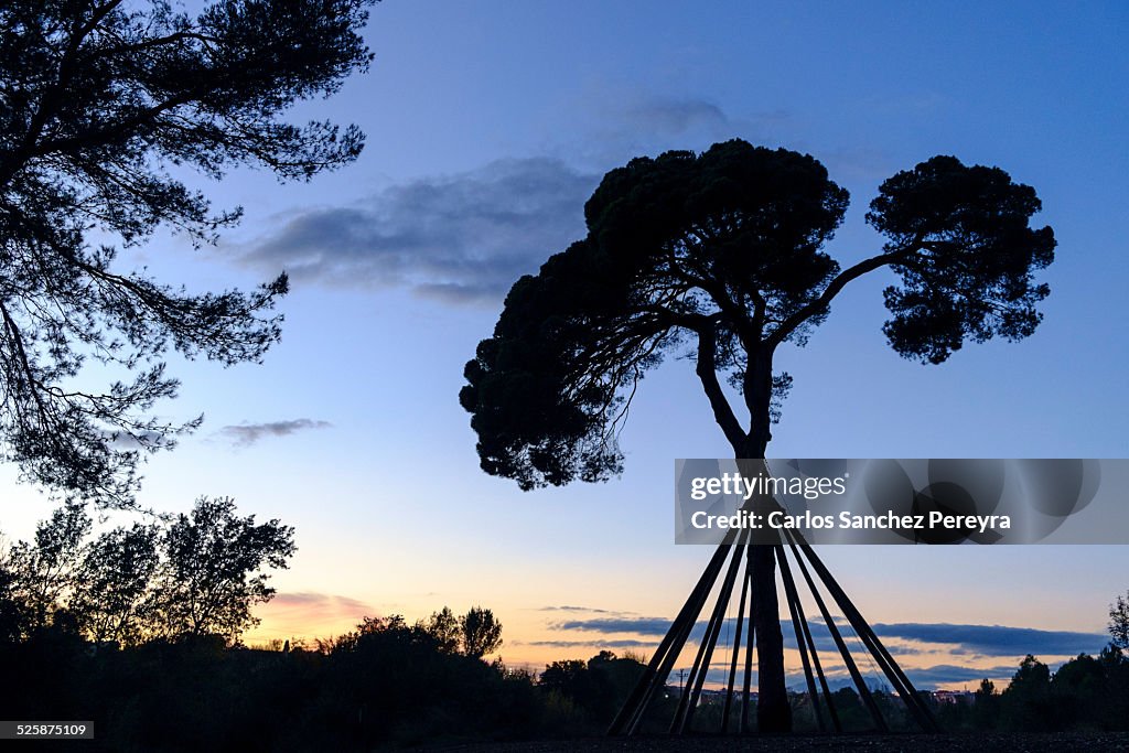 Silhouettes in the forest