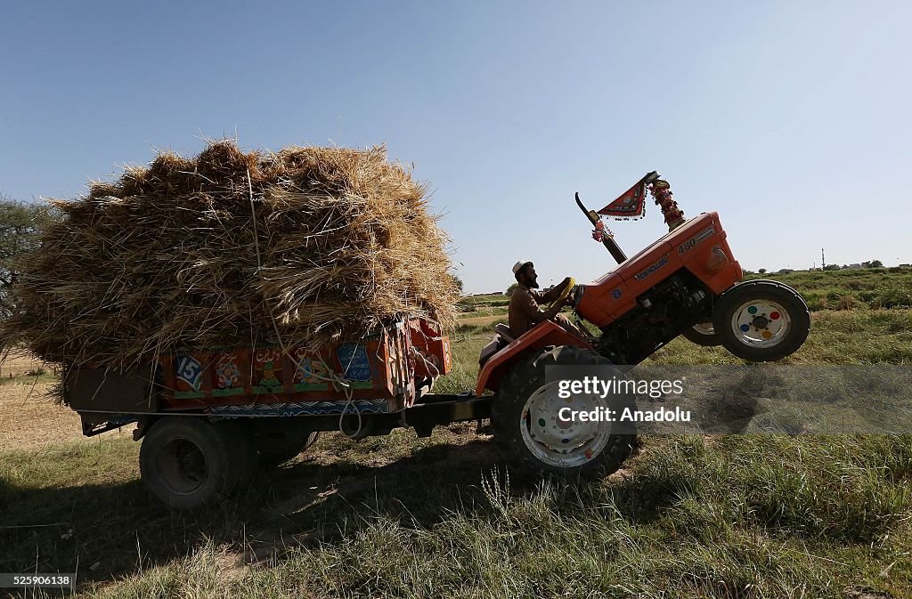 Wheat harvest in Pakistan