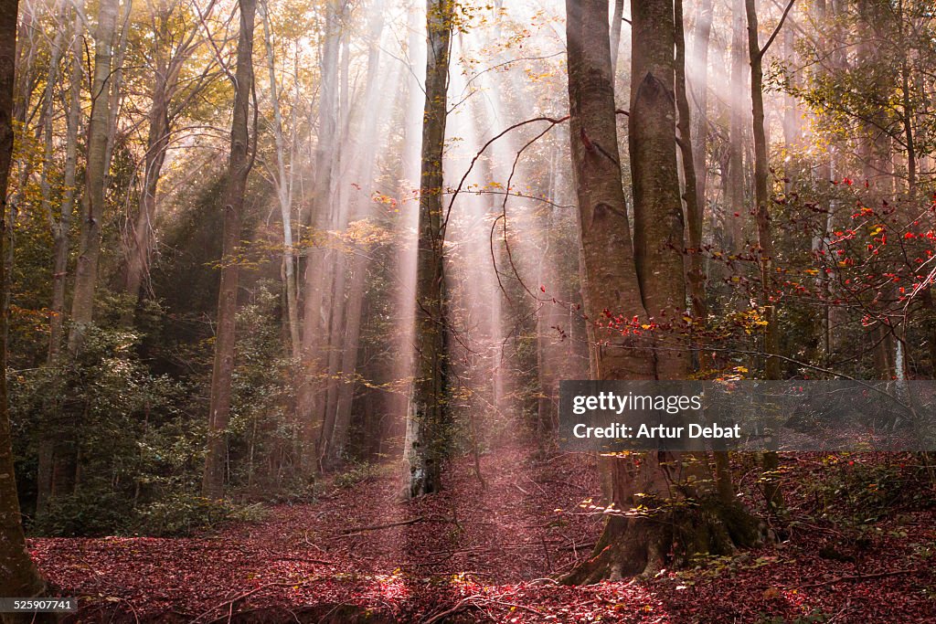 Magic sunbeams in a autumn beech nature reserve.