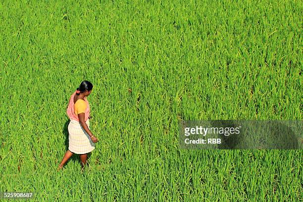 woman in the paddy field - gao region stock pictures, royalty-free photos & images