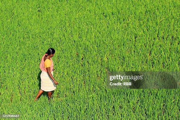 woman in the paddy field - gao region bildbanksfoton och bilder