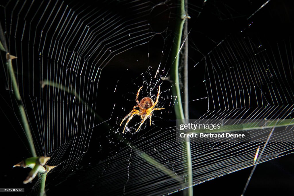 Spider web