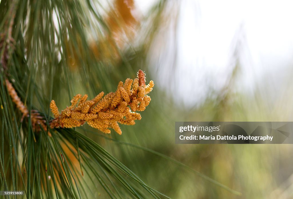 Close-up of inflorescence pine (Pinus Pinaster)