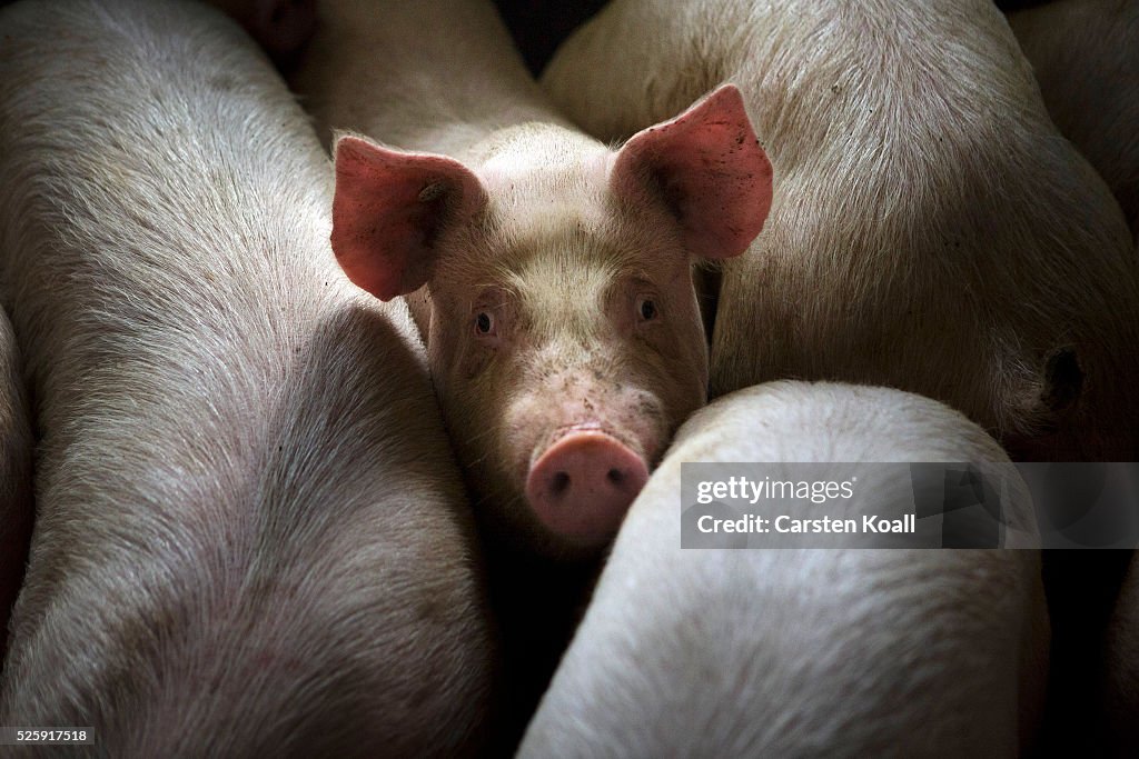 German Hog Farmers Competitive In British Market