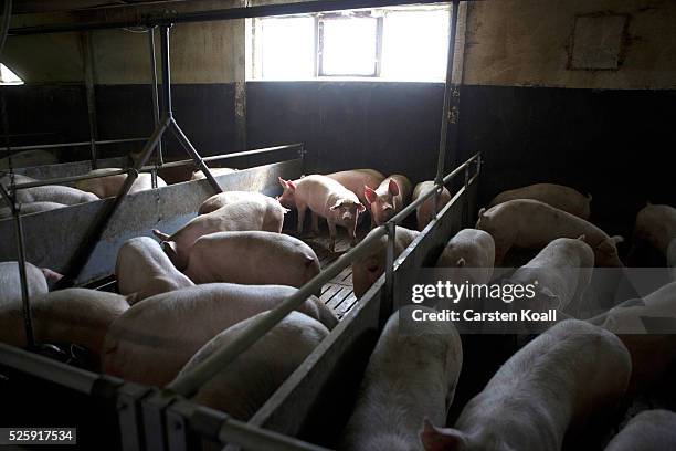 Piglets crowd a stall at the H.C. Daniels hog farm in Drahnsdorf on April 28, 2016 near Golssen, Germany. German hog farmers are exporting pork meat...