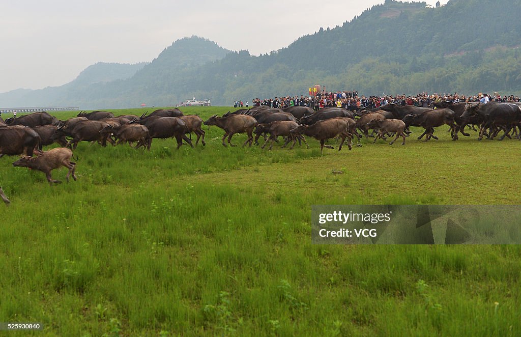 Grazing Cattle Festival Opens In Peng'an