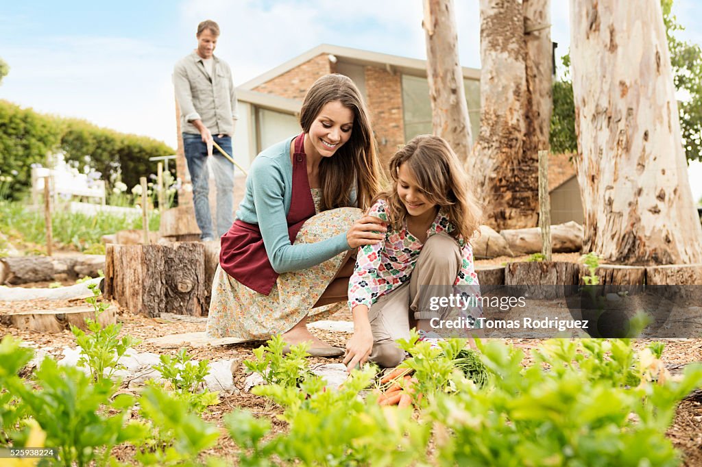 Parents with daughter (8-9) in vegetable garden
